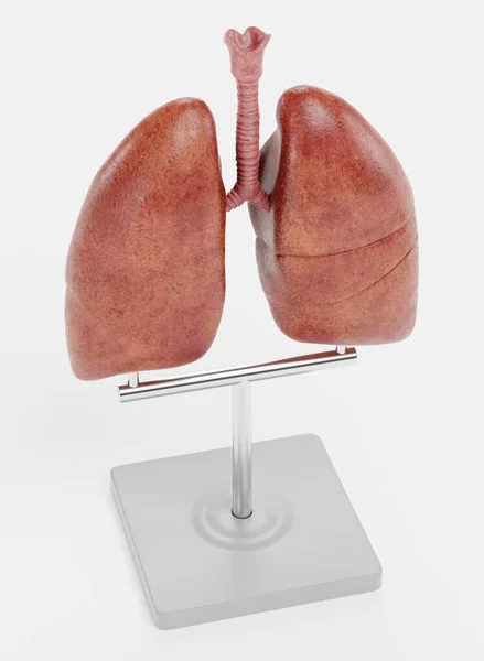 肺モデルの現実的な3Dレンダリング — ストック写真