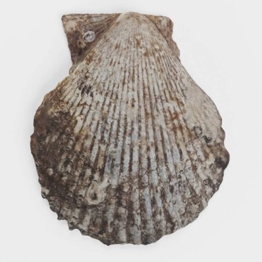 kabuk gerçekçi 3d render