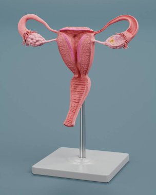 Rahim Modelinin Gerçekçi 3B Hazırlaması