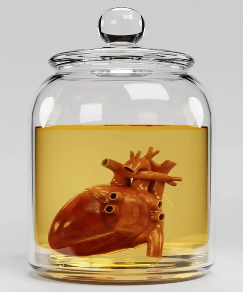 Renderização Realista Coração Humano Jar — Fotografia de Stock