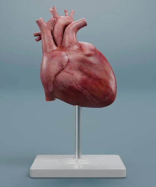 人間の心臓モデルの現実的な3Dレンダリング — ストック写真