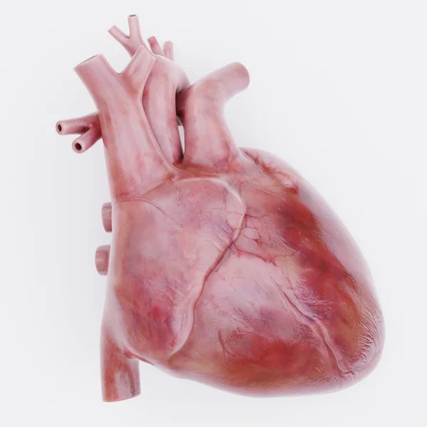 Realista Renderização Coração Humano — Fotografia de Stock