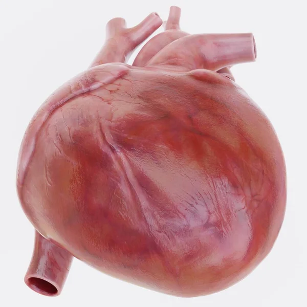 Realistické Vykreslení Lidského Srdce — Stock fotografie