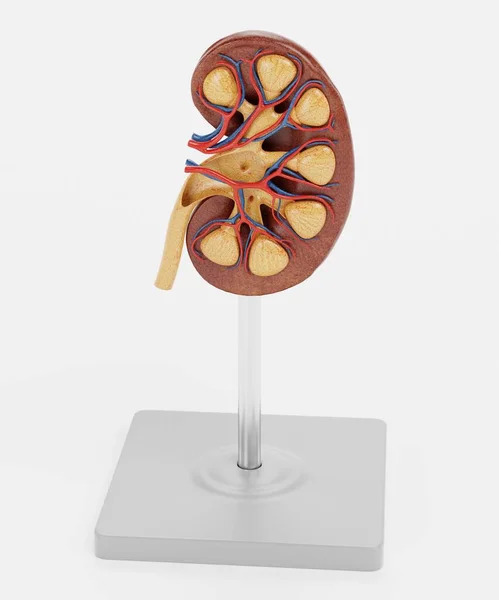 現実的な3D腎臓セクションモデルのレンダリング — ストック写真