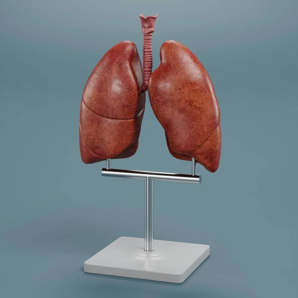 肺モデルの現実的な3Dレンダリング — ストック写真