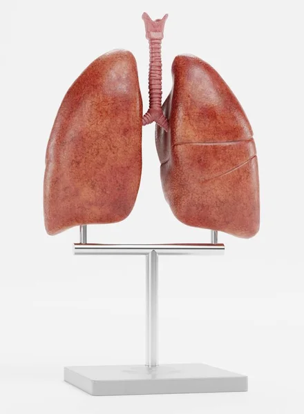 Ρεαλιστική Render Lungs Μοντέλο — Φωτογραφία Αρχείου