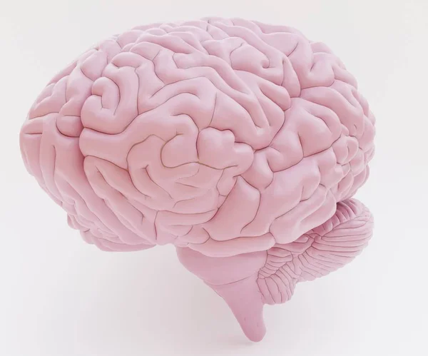 Реалістичний Образ Пластмасового Людського Мозку — стокове фото