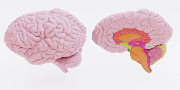 Трехмерный Рендер Пластического Человеческого Мозга — стоковое фото