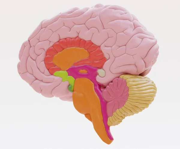 Realistisk Render Plast Menneskelige Hjerne - Stock-foto