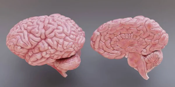 Render Realistico Del Cervello Umano — Foto Stock