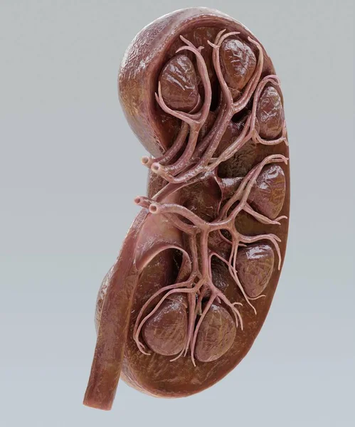 腎臓部の現実的な3Dレンダリング — ストック写真
