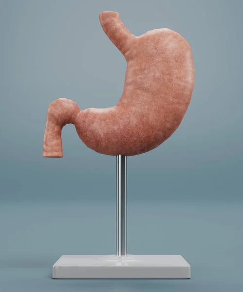 Renderizado Realista Del Modelo Estómago Humano — Foto de Stock