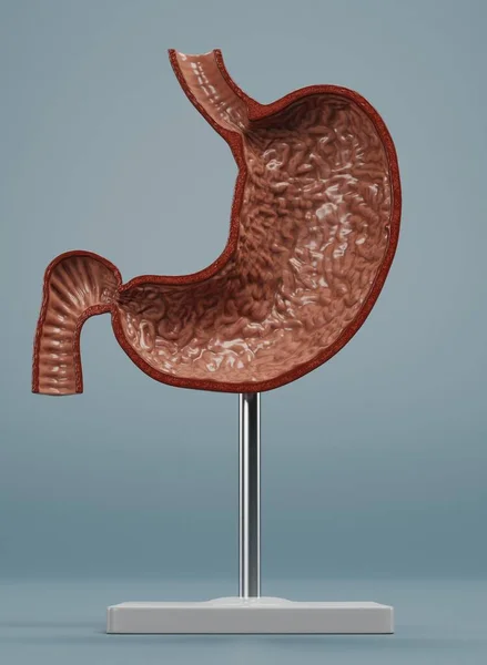 Renderizado Realista Del Modelo Estómago Humano —  Fotos de Stock