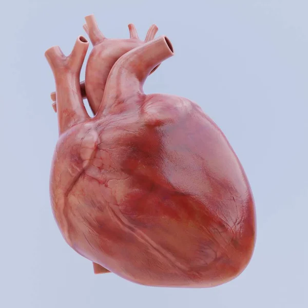 Realistische Darstellung Des Menschlichen Herzens Stockbild