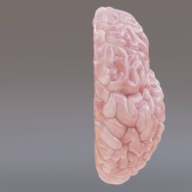İnsan Beyninin Gerçekçi 3 Boyutlu Çizimi
