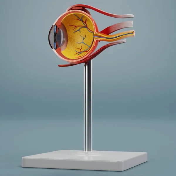 Renderização Realista Modelo Anatomia Dos Olhos — Fotografia de Stock