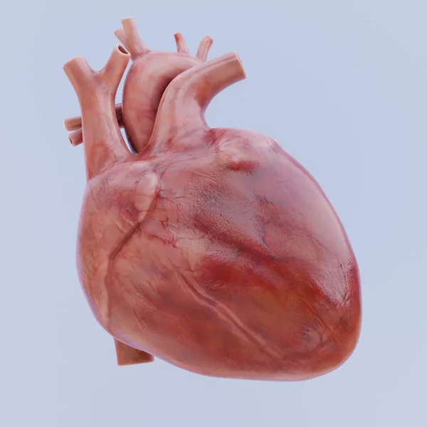 Realistické Vykreslení Lidského Srdce — Stock fotografie