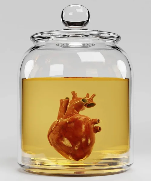 Realistic Render Human Heart Jar — Stock Photo, Image