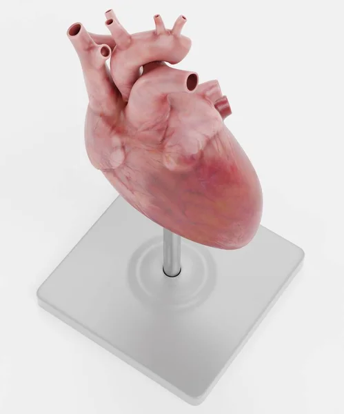 Realist Render Human Heart Model — Fotografie, imagine de stoc