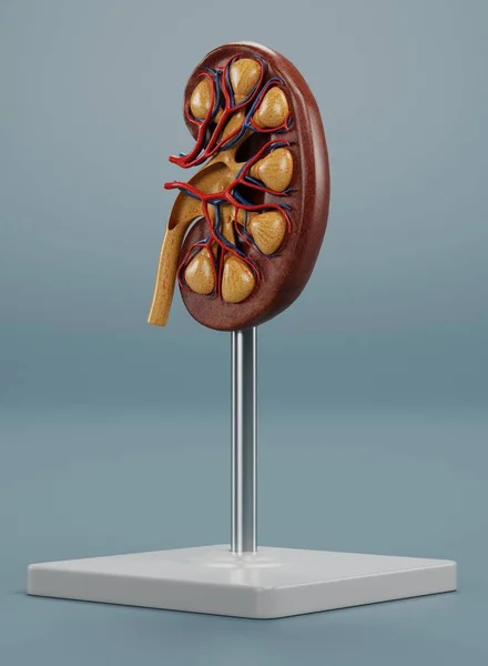 Realistic Render Kidney Section Model — Stock Photo, Image