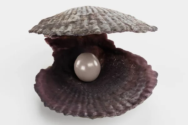 Realistic Render Pearl Shell — Stock Photo, Image