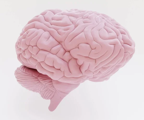Realistisk Render Plast Mänsklig Hjärna — Stockfoto