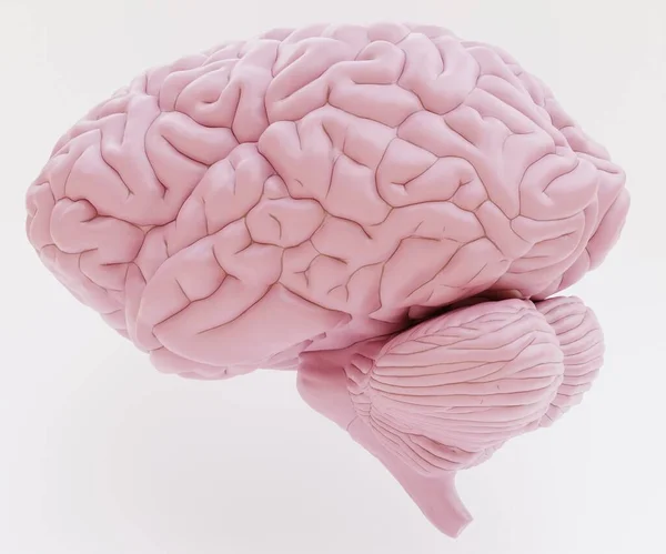 Realistische Render Van Plastic Menselijk Hersenen — Stockfoto
