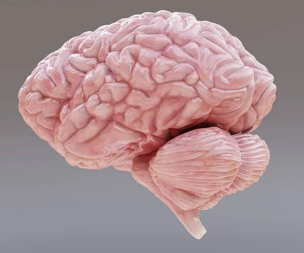 Realistyczne Render Ludzkiego Mózgu — Zdjęcie stockowe