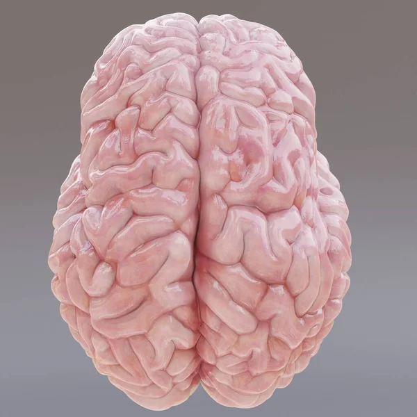 Realistische Render Van Menselijk Hersenen — Stockfoto