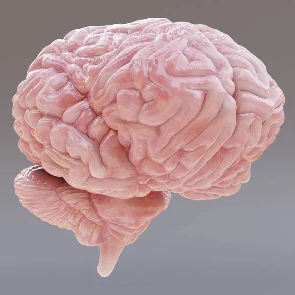 Realistyczne Render Ludzkiego Mózgu — Zdjęcie stockowe