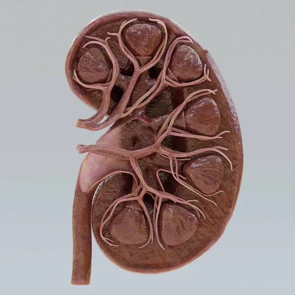 Realistic Render Kidney Section — Stock Photo, Image