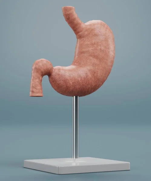 Realisztikus Render Human Gomach Model — Stock Fotó
