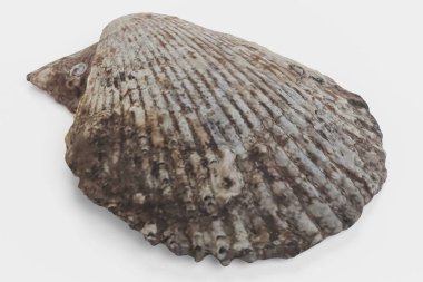 kabuk gerçekçi 3d render