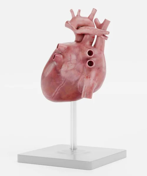 Renderização Realista Modelo Coração Humano — Fotografia de Stock
