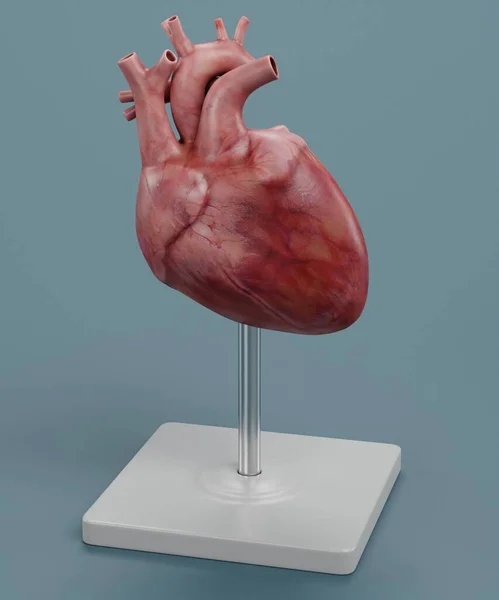 现实的人类心脏模型3D渲染 — 图库照片