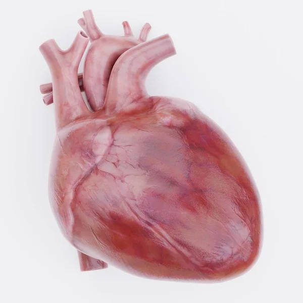 真实的 渲染的人类的心脏 — 图库照片