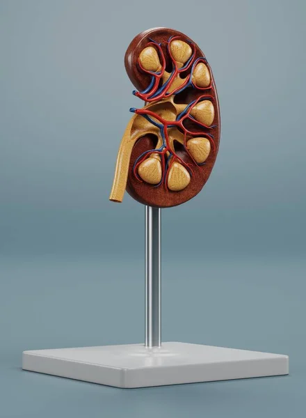 現実的な3D腎臓セクションモデルのレンダリング — ストック写真