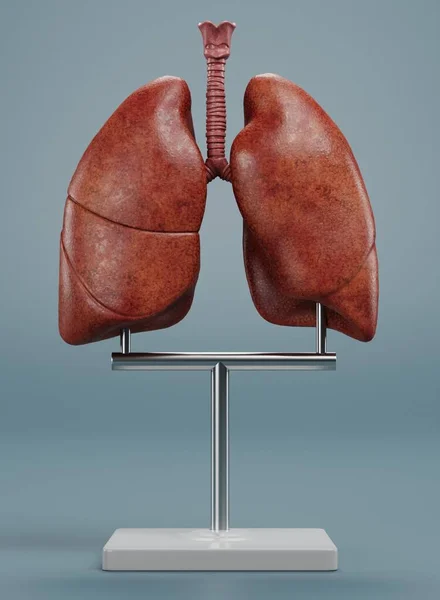 Ρεαλιστική Render Lungs Μοντέλο — Φωτογραφία Αρχείου