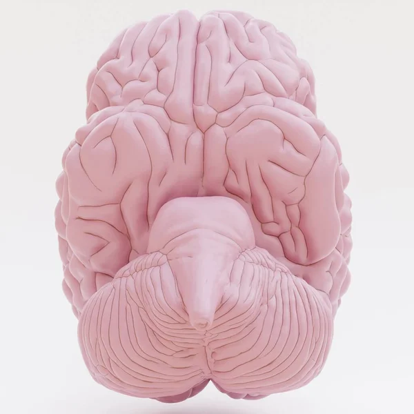 Трехмерный Рендер Пластического Человеческого Мозга — стоковое фото