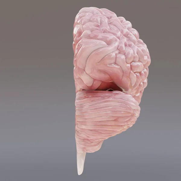 Realistický Vykreslování Lidského Mozku — Stock fotografie