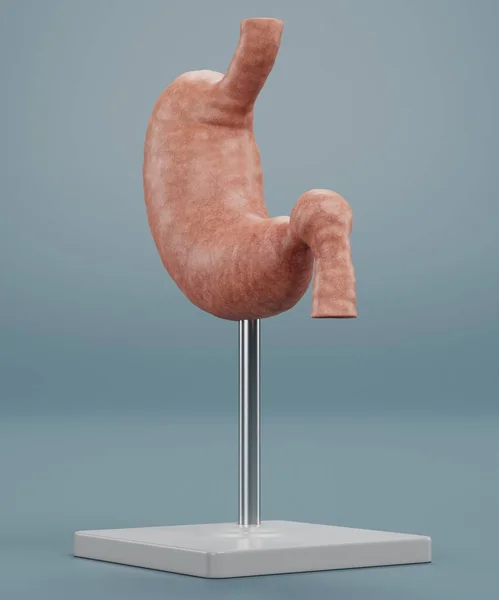人胃模型的真实感3D渲染 — 图库照片