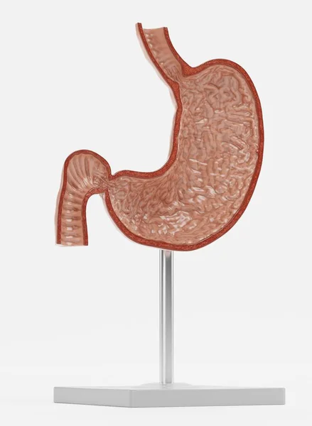 Realistic Render Human Stomach Model — Stock Photo, Image