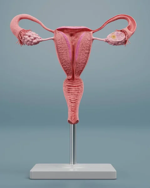 Uterus模型的真实感3D渲染 — 图库照片