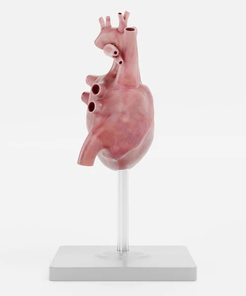 Ρεαλιστική Render Της Ανθρώπινης Καρδιάς Μοντέλο — Φωτογραφία Αρχείου