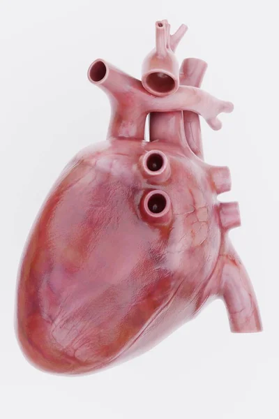 Realistic Render Human Heart — Stock Photo, Image