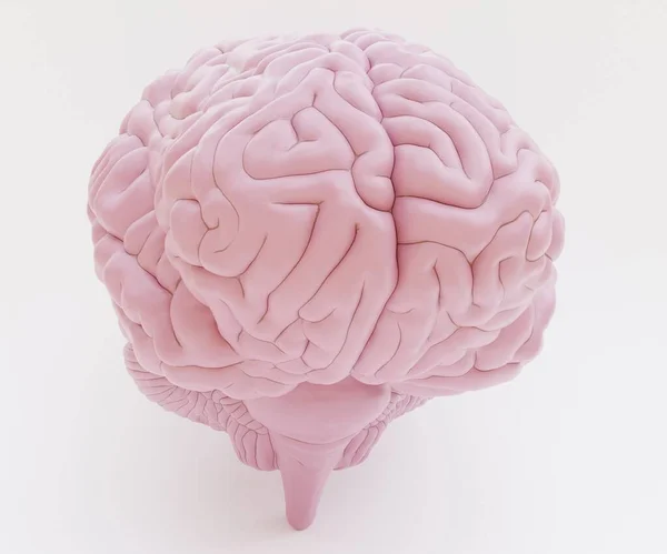 Realistic Render Plastic Human Brain — Stock Photo, Image