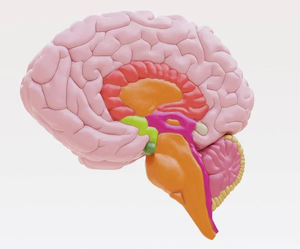 Realistyczne Render Tworzyw Sztucznych Ludzkiego Mózgu — Zdjęcie stockowe