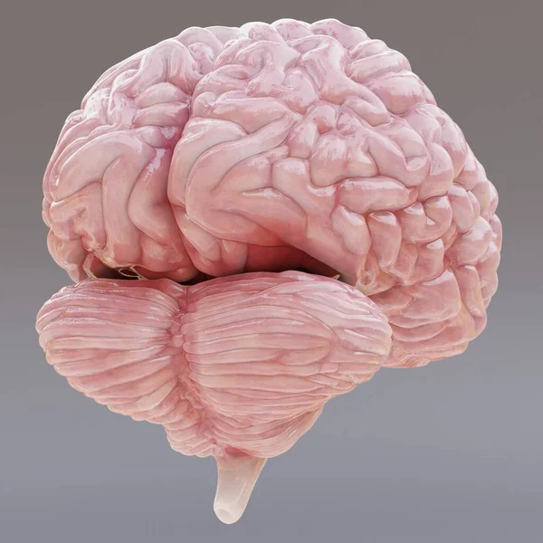 Realistisk Render Menneskelig Hjerne - Stock-foto