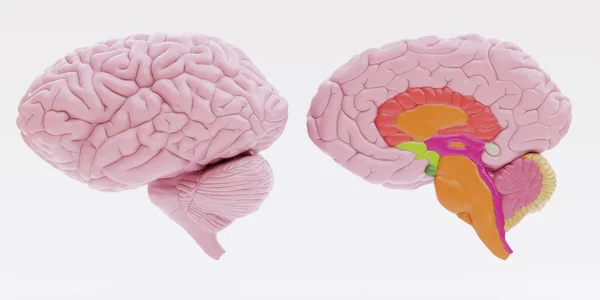 Realista Render Plástico Cerebro Humano —  Fotos de Stock