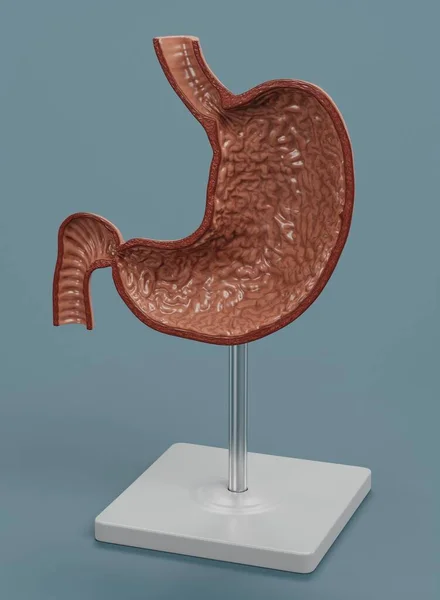 人間の胃モデルの現実的な3Dレンダリング — ストック写真